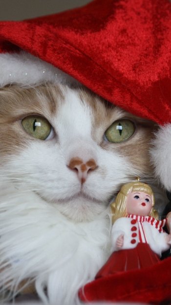 cat santa hat holiday Christmas christmas cat Phone Wallpaper