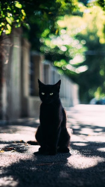 depth of field Animal cat Phone Wallpaper