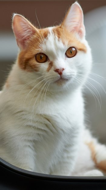 stare Animal cat Phone Wallpaper