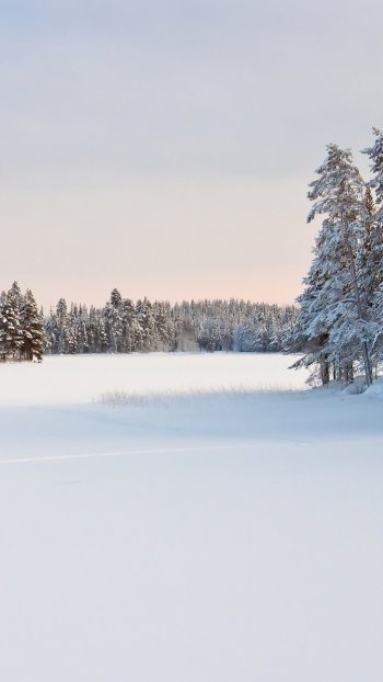 nature winter Phone Wallpaper