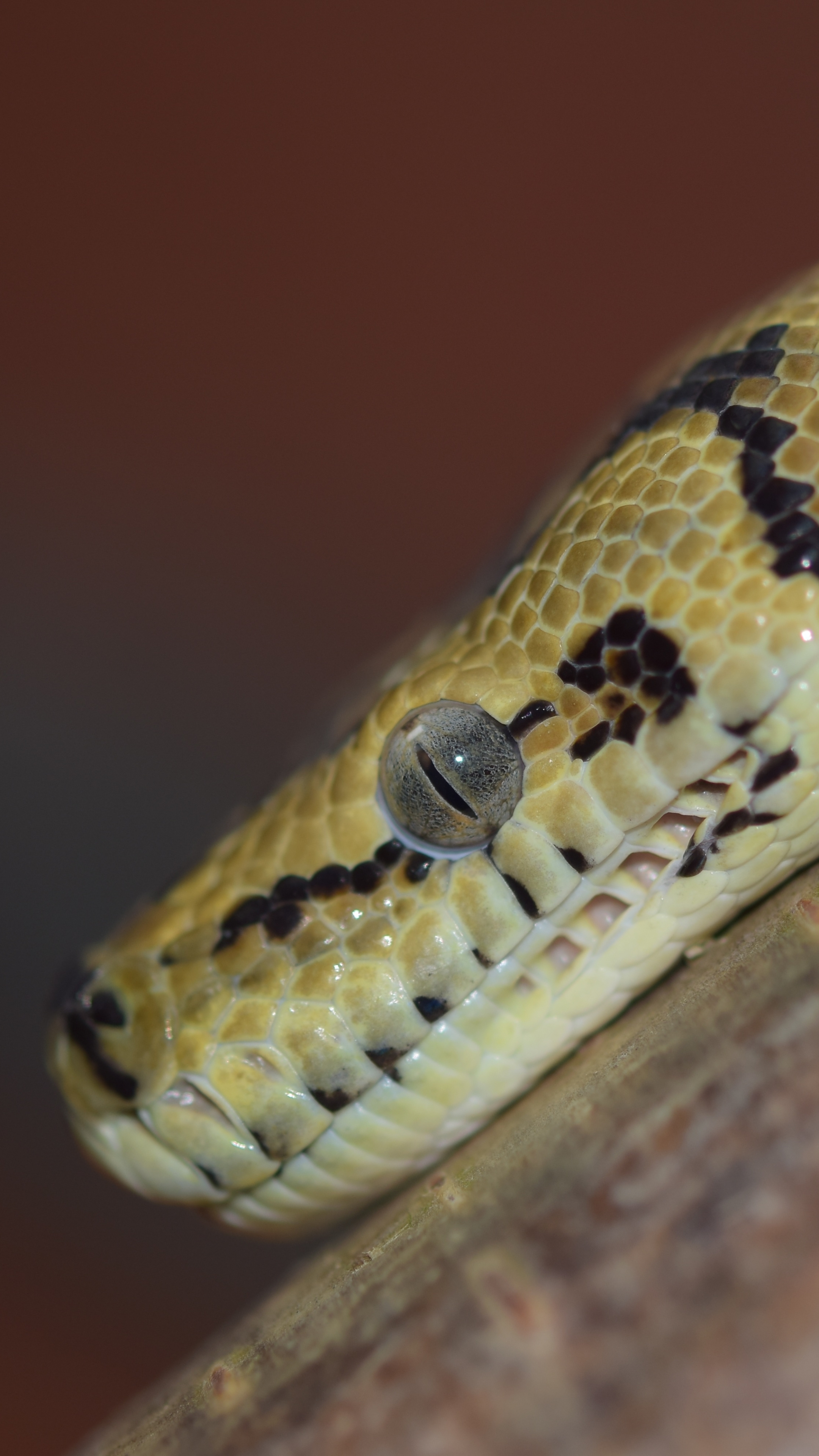 Python close up by sipa