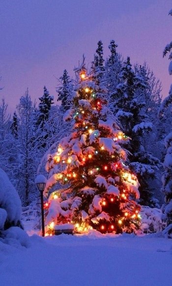  Christmas Tree Covered In Snow