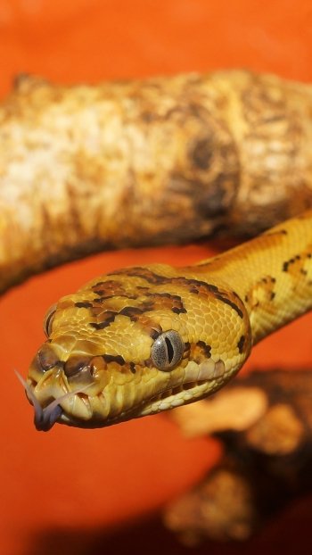  Morelia Spilota, (Carpet Python or Diamond Python) by Kapa65