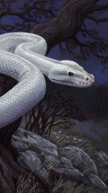 Animal snake Phone Wallpaper