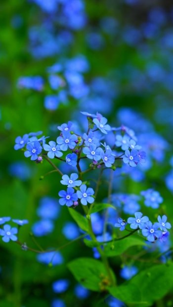  Forget-Me-Nots