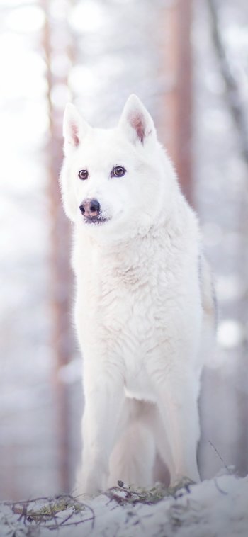 winter Animal wolf Phone Wallpaper