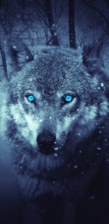  Fantasy Wolf in a Dark Winter Forest by Yuri_B