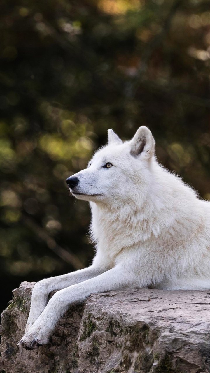 Download Animal Wolf Phone Wallpaper