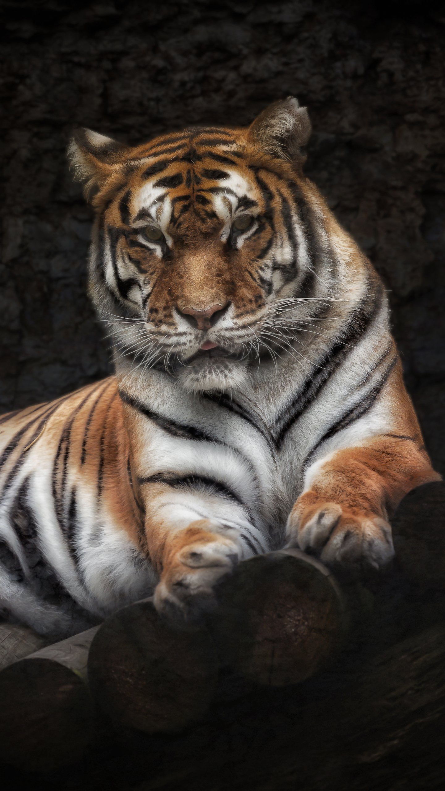 Download Animal Tiger Phone Wallpaper