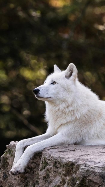 Animal wolf Phone Wallpaper