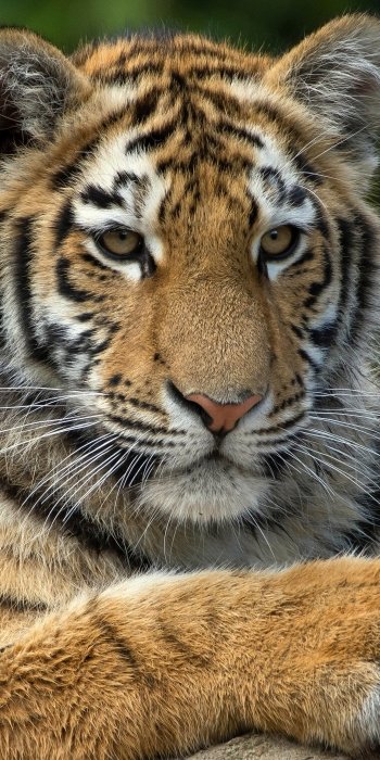 Animal tiger Phone Wallpaper