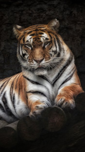 Animal tiger Phone Wallpaper
