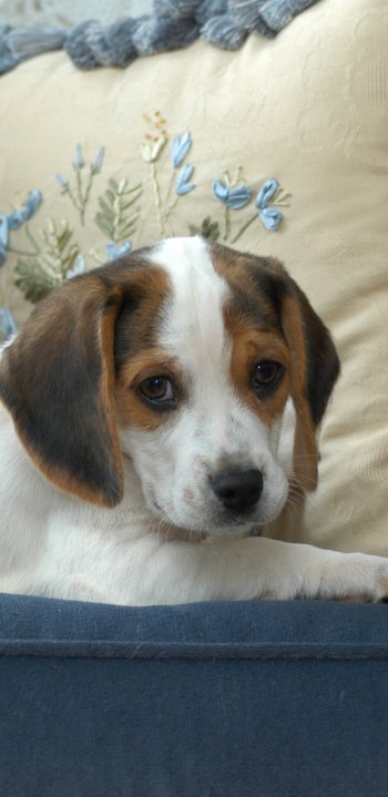 cute puppy Animal dog Phone Wallpaper