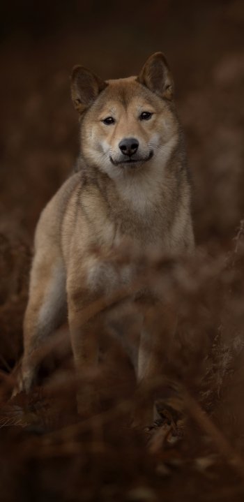 stare Animal dog Phone Wallpaper