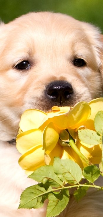 Animal dog Phone Wallpaper