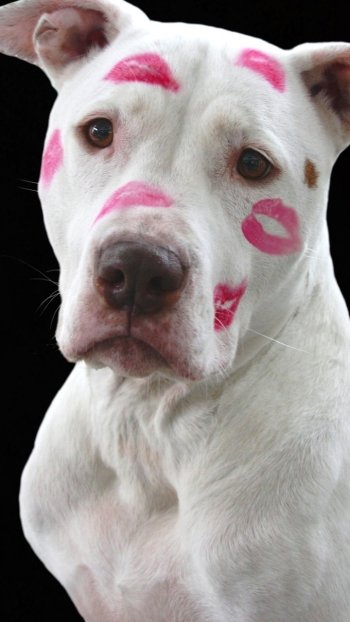  Valentine's Day puppy with kisses