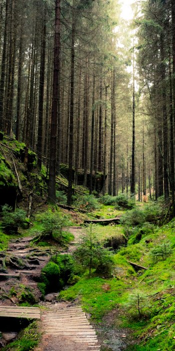 tree nature forest Phone Wallpaper