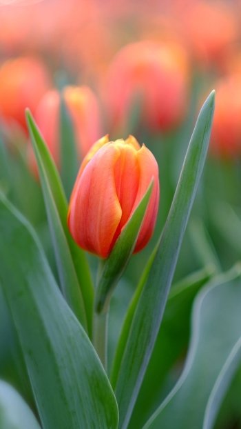 orange flower flower nature tulip Phone Wallpaper