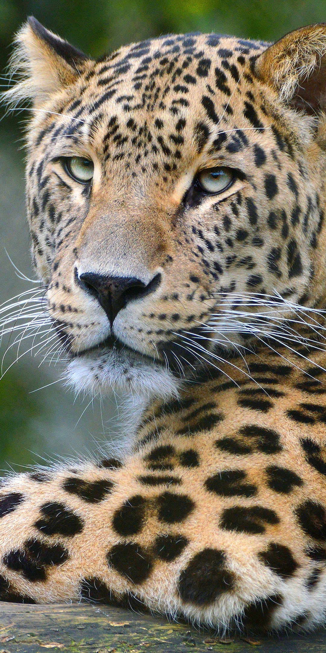 Leopard Phone Wallpaper - Mobile Abyss