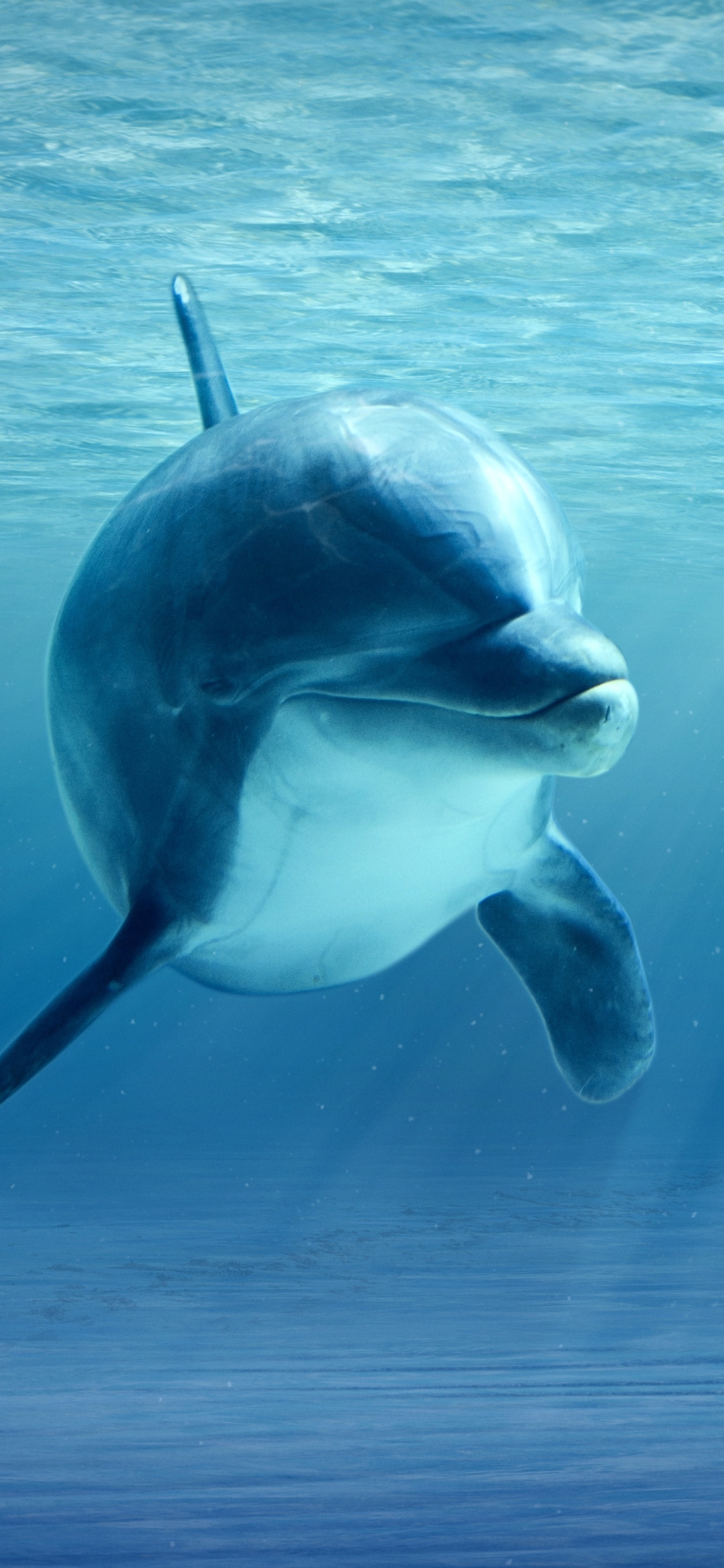 Share more than 55 sunset cute dolphin wallpaper latest - in.cdgdbentre