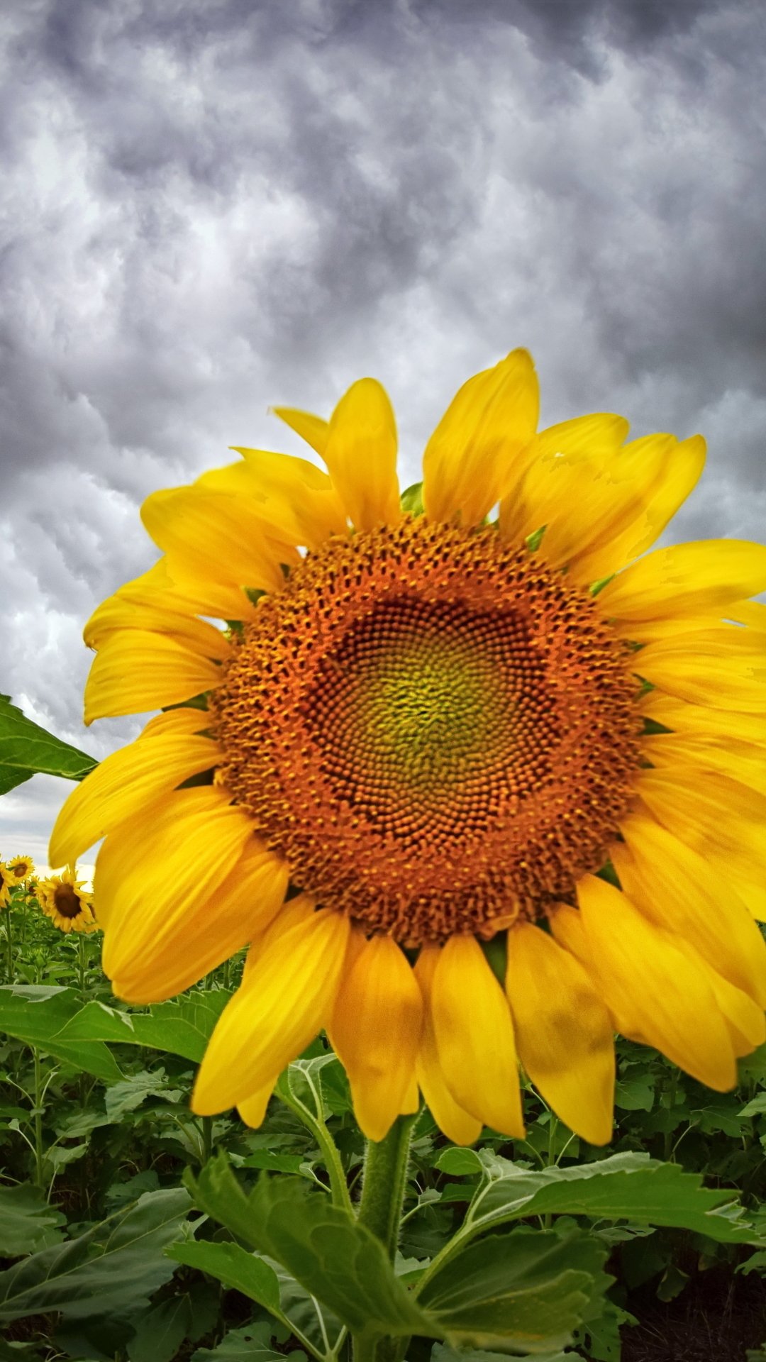 Portrait phone wallpaper: close-up yellow sunflower bloom in nature, vivid petals and green leaves against a dramatic cloudy sky.