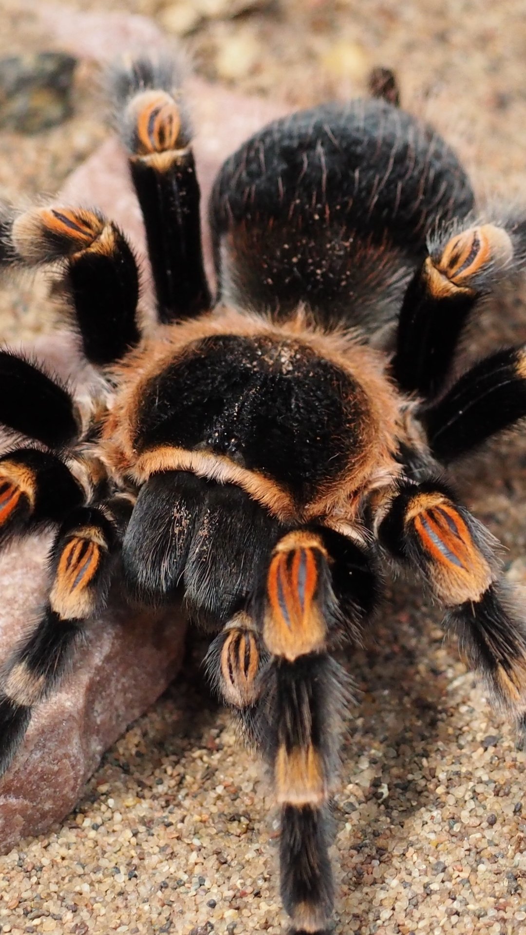 Phone wallpaper close-up of a tarantula spider, an animal with a fuzzy black body and orange-banded legs against sandy ground.