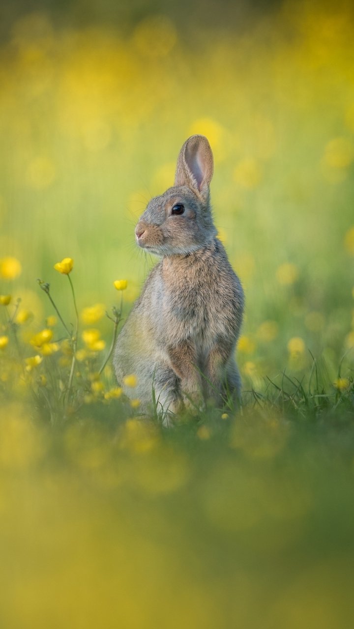 Download Yellow Flower Animal Rabbit Phone Wallpaper