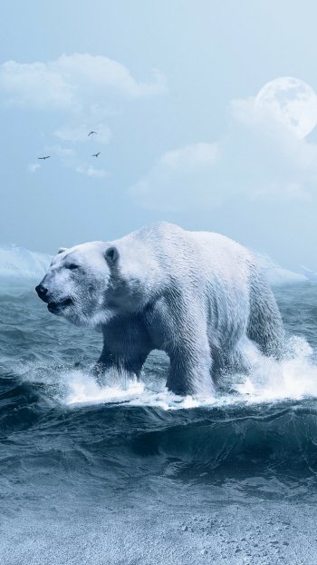 Animal polar bear Phone Wallpaper