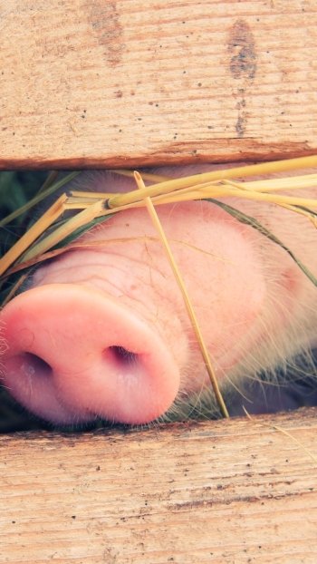  A Pig's Snout Pocked under a Fence