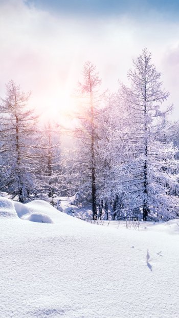 nature winter Phone Wallpaper