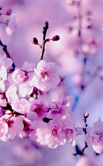 cherry blossom flower nature macro close-up blossom Phone Wallpaper