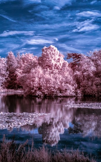 water lake nature reflection Phone Wallpaper