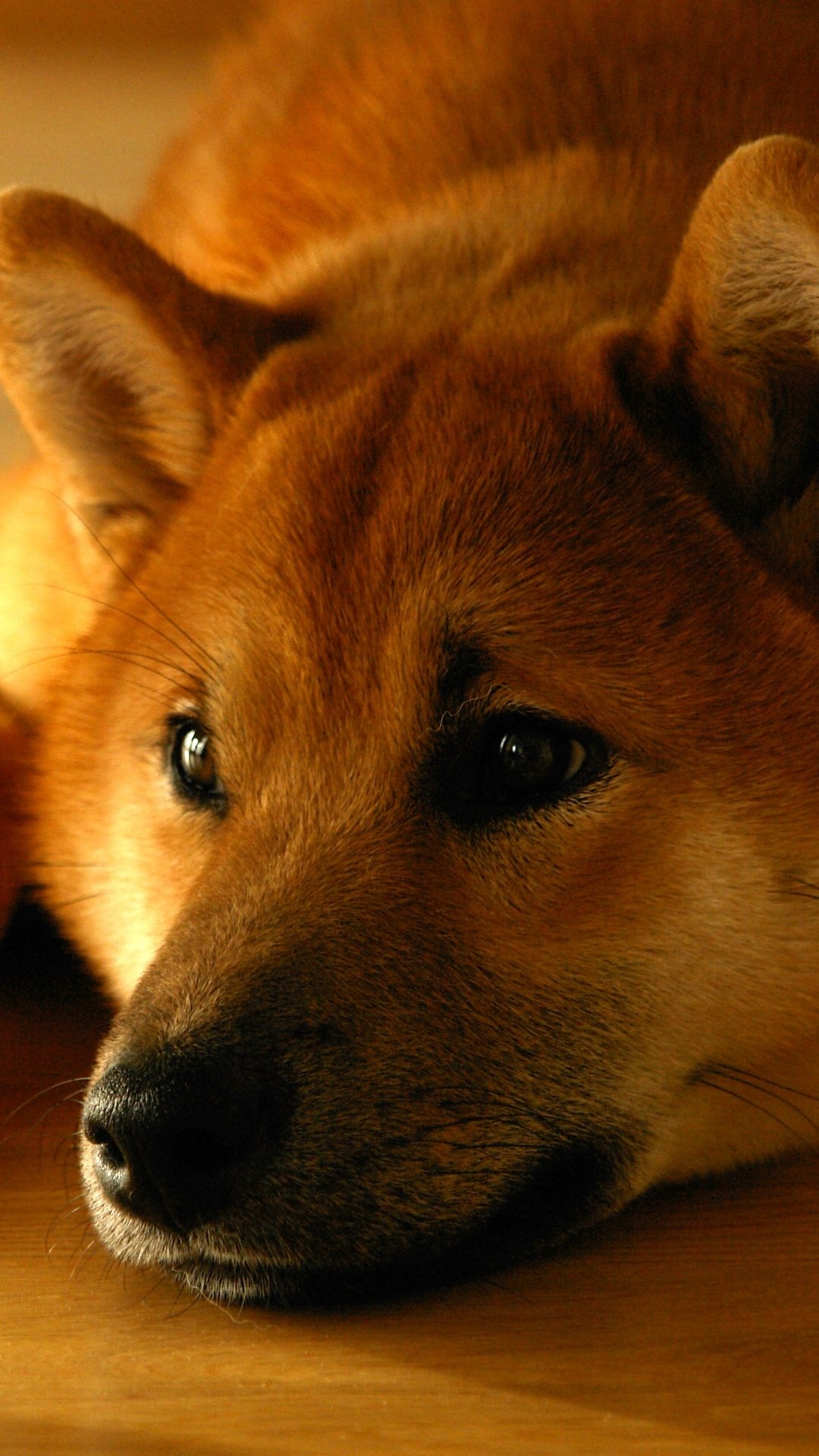 Phone wallpaper close-up of a resting Shiba Inu dog's muzzle and face, warm light on the animal's expressive, soulful eyes.