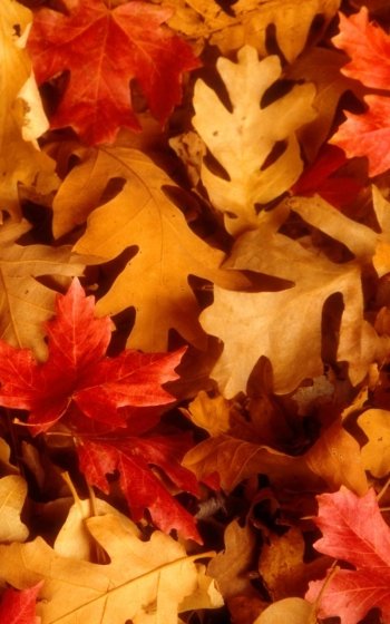 nature leaf Phone Wallpaper