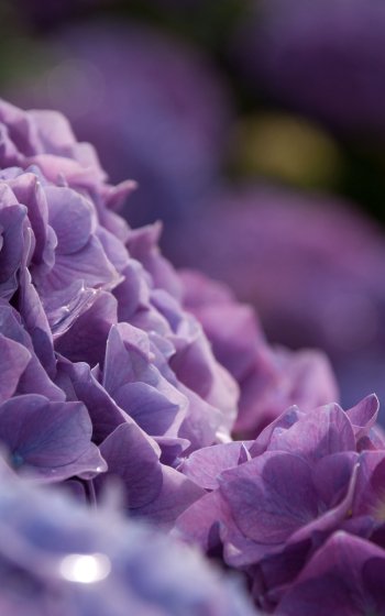 nature hydrangea Phone Wallpaper