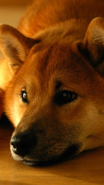 muzzle resting dog Animal shiba inu Phone Wallpaper