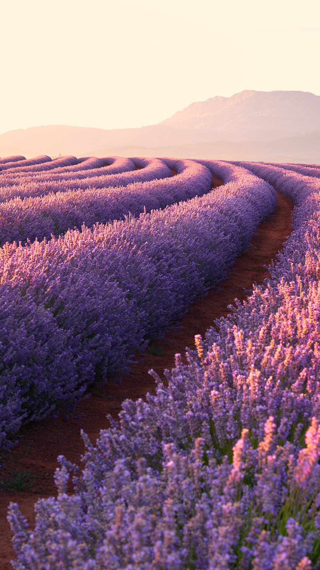 Download Landscape Flower Nature Lavender Phone Wallpaper
