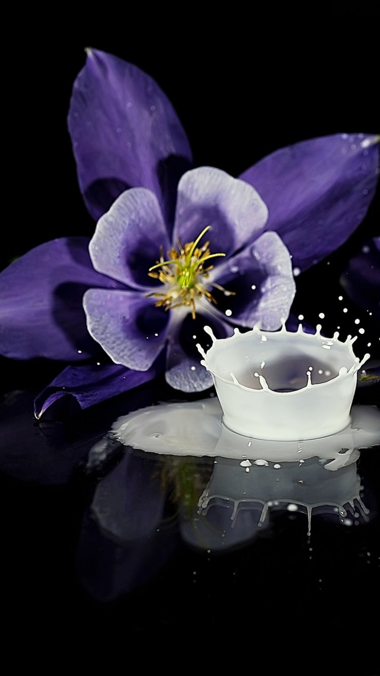 Download Purple Flower Columbine Flower Photography Still Life Phone Wallpaper