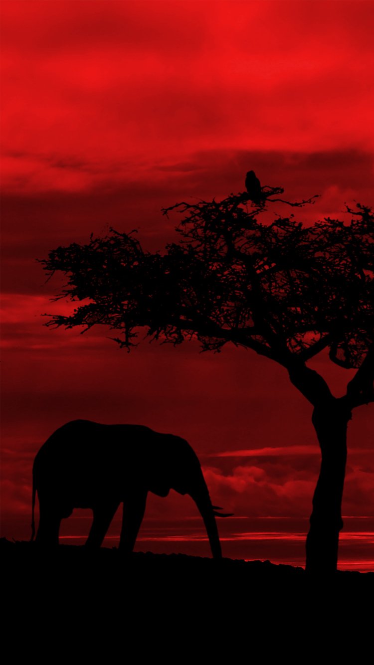 Download Animal African Bush Elephant Phone Wallpaper