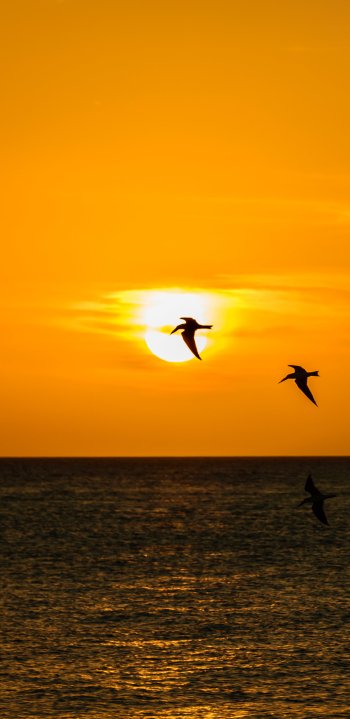 sea bird silhouette photography Phone Wallpaper
