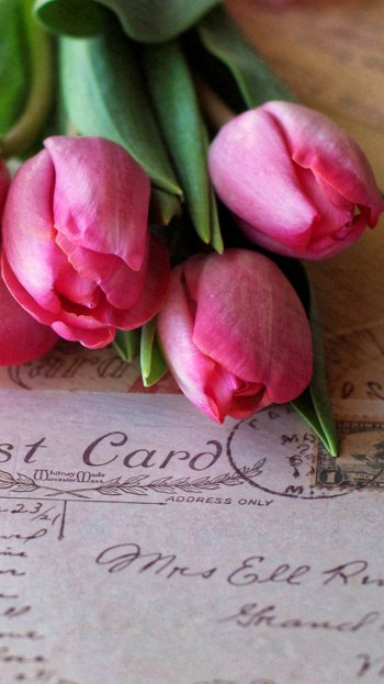 flower photography still life Phone Wallpaper