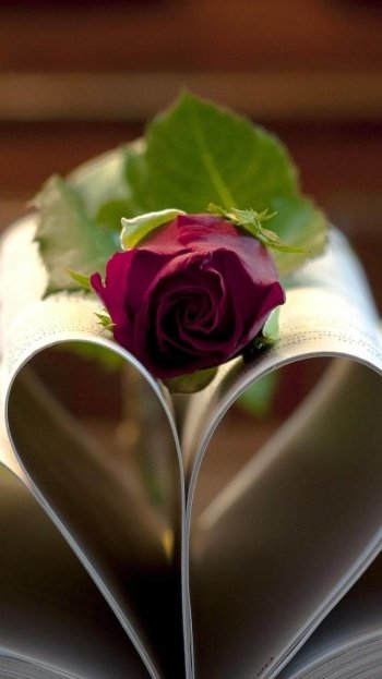 photography still life Phone Wallpaper