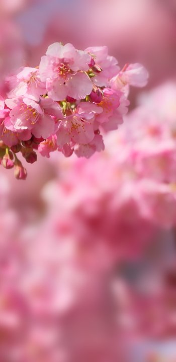 cherry blossom nature blossom spring Japan sakura Phone Wallpaper