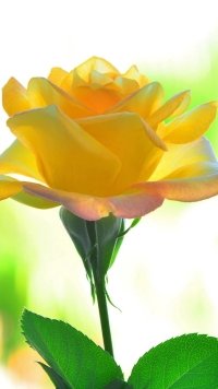 30+ Yellow Rose Apple/iPhone SE (640x1136) Wallpapers - Mobile Abyss