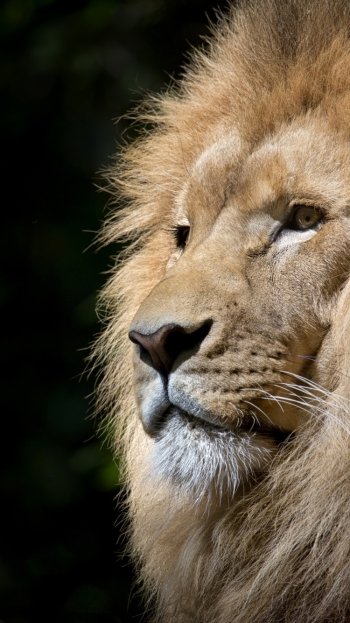  The King by Wendy Corniquet
