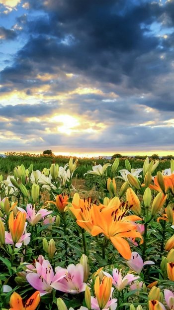  Field of Lilies
