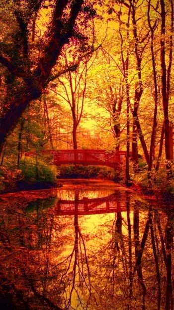 bridge nature forest Phone Wallpaper