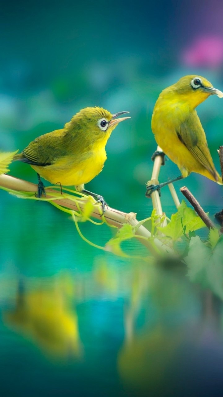 Download Water Animal White-eye Phone Wallpaper