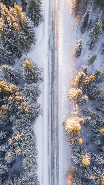  Winter Forest