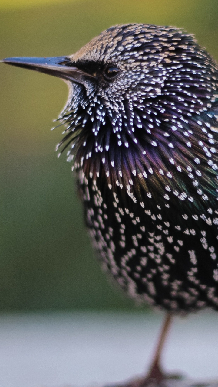 Little Bird with Iridescent Feathers